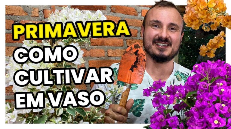 Dicas para Plantar Buganvília com Sucesso