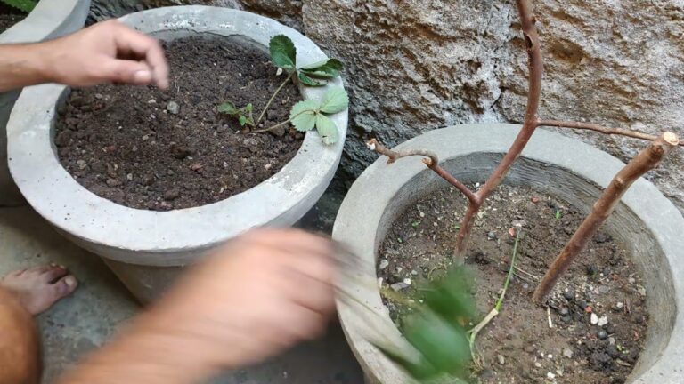 Quando Transplantar Morangos: Guia Prático para o Sucesso