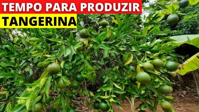 A Revolução da Árvore da Tangerina: Cultivo e Benefícios