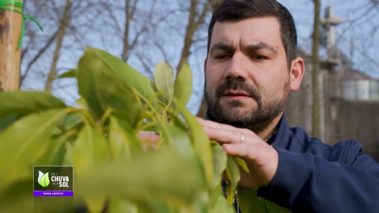 Guia Prático: Como Plantar Abacate em Portugal