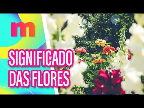 O Significado Espiritual da Rosa Branca