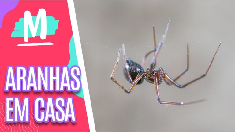 Guia Completo sobre Aranhas Domésticas em Portugal