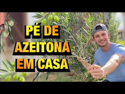 Onde Comprar Oliveiras para Plantar com Facilidade