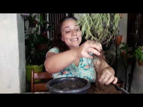Guia Completo para Comprar Alfazema Seca