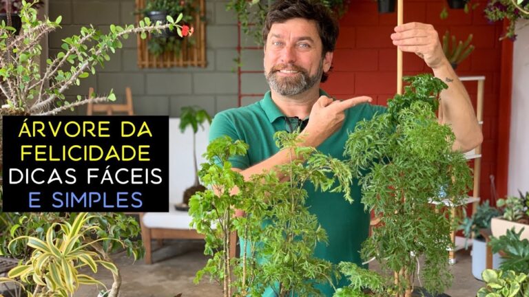 Tronco da Felicidade: Cuidados e Benefícios da Planta