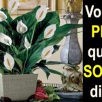 Benefícios do Lirio da Paz no Quarto