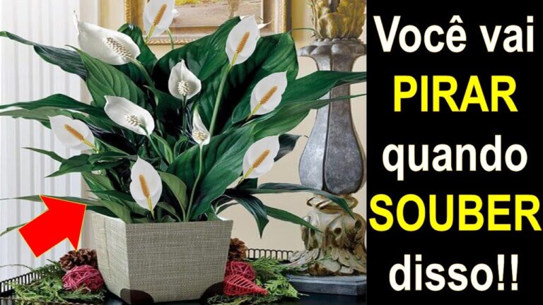 Benef&iacute;cios do Lirio da Paz no Quarto