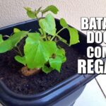 Guia Prático: Como Regar Batata Doce de Forma Eficiente