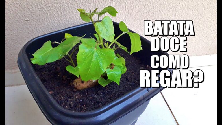 Guia Prático: Como Regar Batata Doce de Forma Eficiente