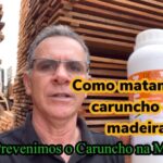 Remédios Caseiros Eficazes Contra Bicho da Madeira