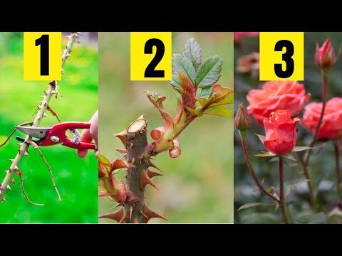 Guia Prático: Quando Podar Roseiras