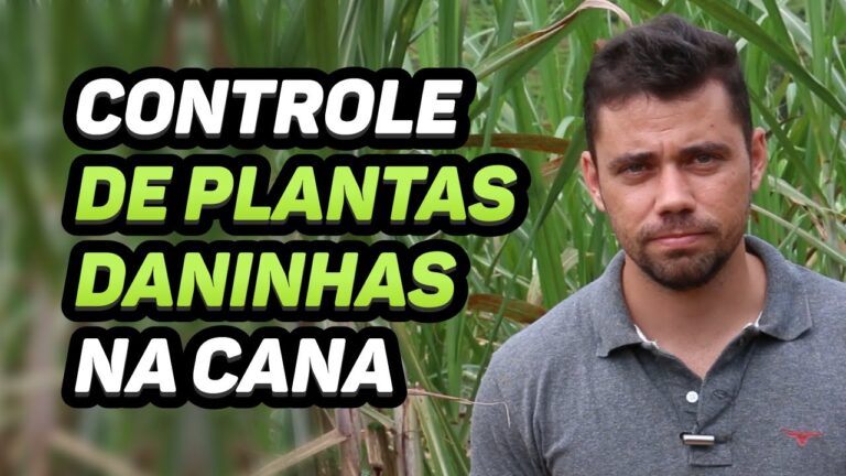 Herbicida Eficaz para Eliminar Canas