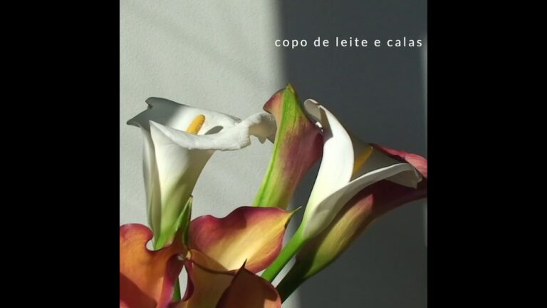 Flores de Longa Duração: Beleza que Persiste