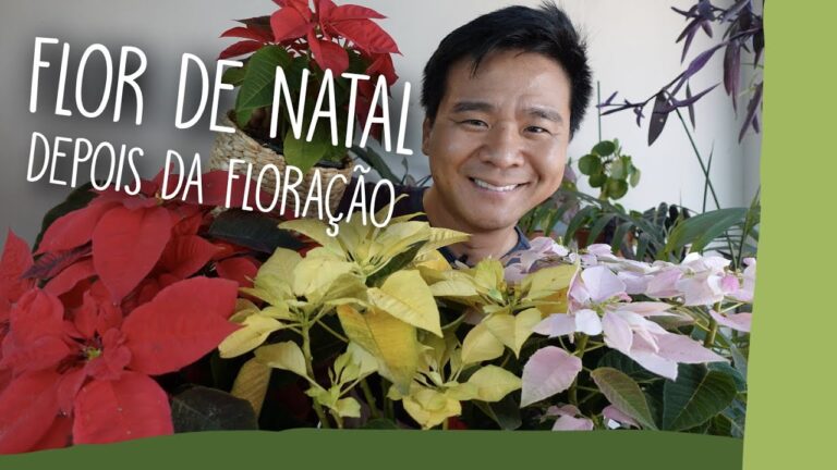 Por que a Flor de Natal Não Fica Vermelha?