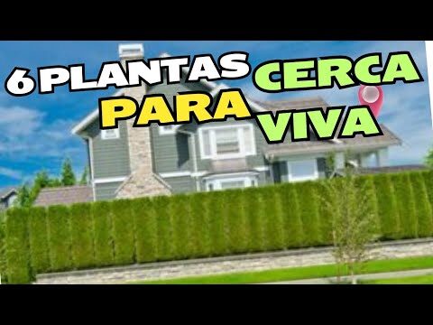 Plantas de Crescimento R&aacute;pido para Veda&ccedil;&atilde;o Eficiente