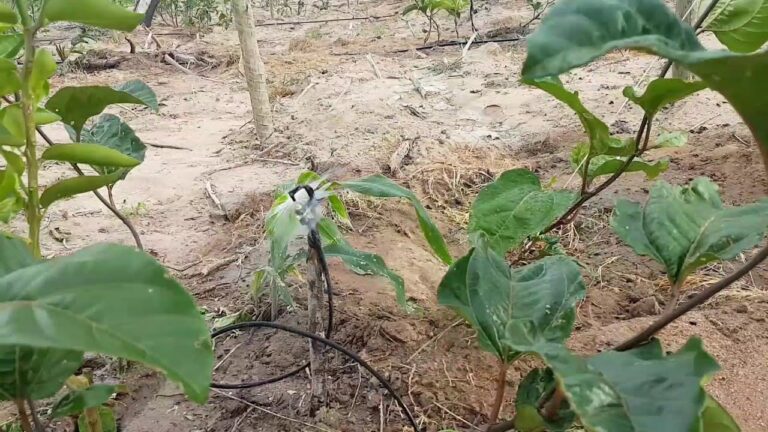 Cultivo de Maracujá: A Importância da Irrigação Adequada