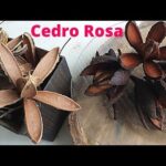 Tipos de Cedros Ideais para Jardins