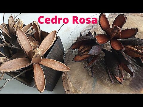 Tipos de Cedros Ideais para Jardins